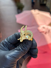 Bighorn Sheep Skull Ring — original photograph 3