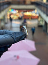 Doberman Ring — original photograph 1